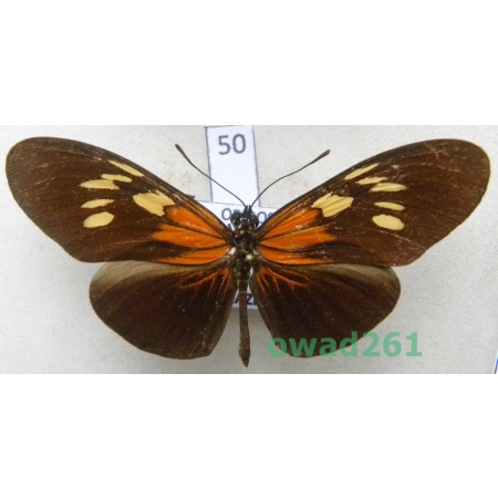 Eueides surdus Stichel, 1903 Brazil 62mm50